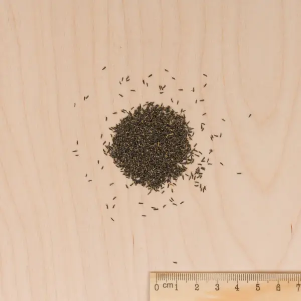 Fleurs - Agératum Roi des Bleus - MEDIA_3D